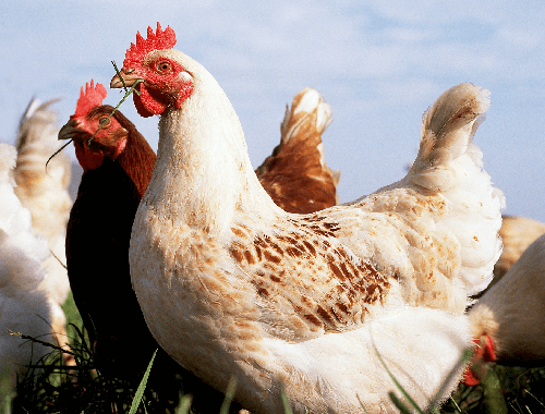 Bauckhof Klein Süstedt