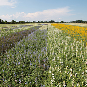 Start des Versuchsanbaus der eiweißhaltigen Futterpflanzen Soja und Lupine in Klein Süstedt
