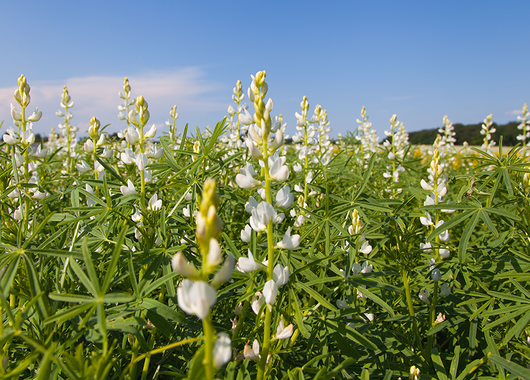 Feldfrüchte & Futter