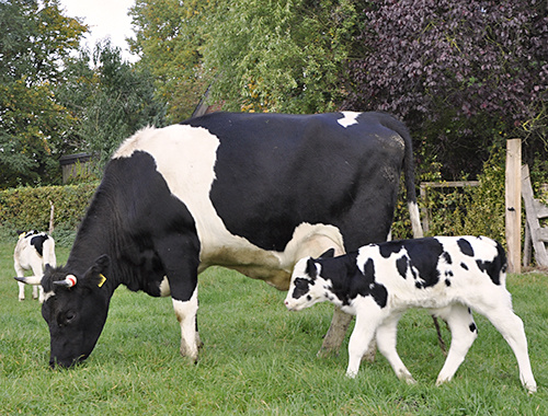 Bauckhof Amelinghausen